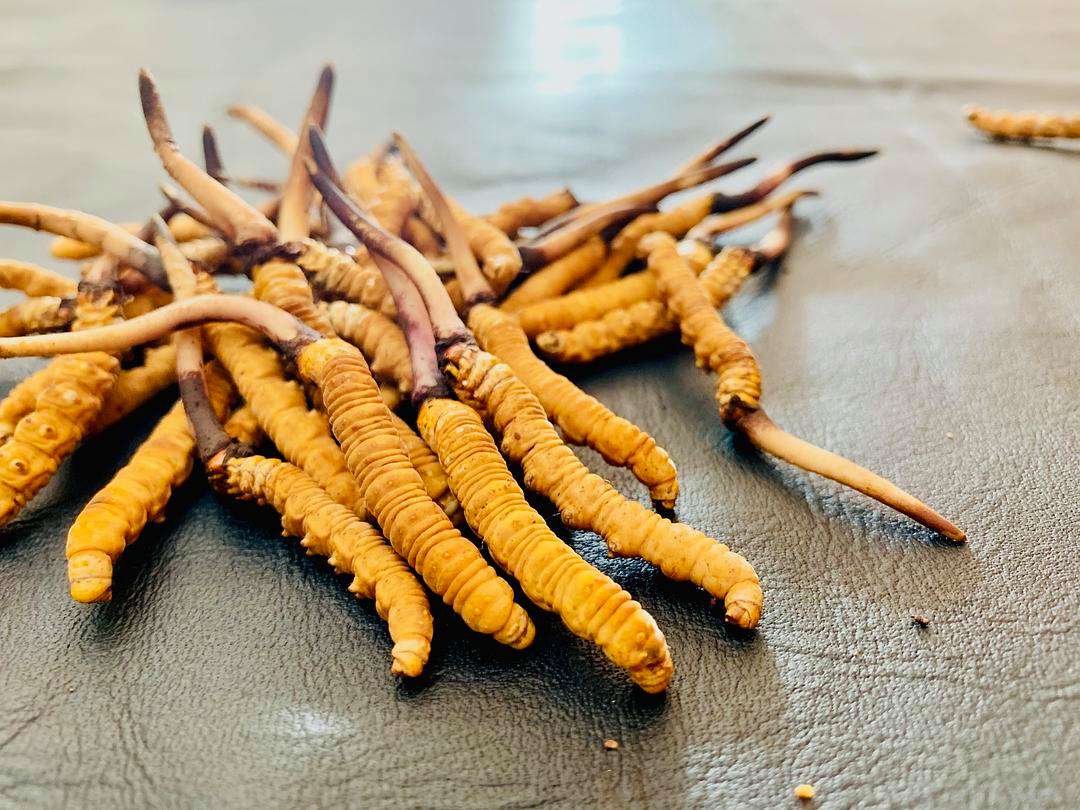 怎樣才能買到真新鮮蟲草