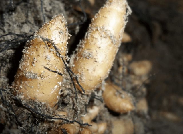 野生天麻很珍貴，城里800一斤，買到不一定保真！農村20元沒人要