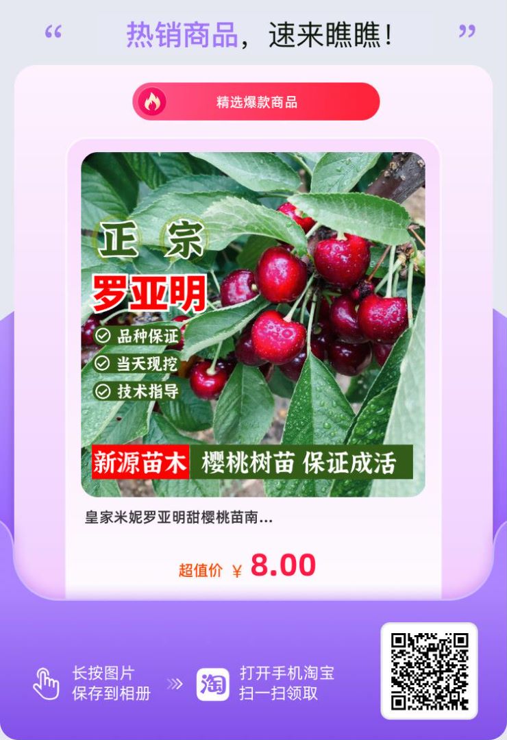 羅亞明車厘子苗哪里有賣，南方種植車厘子樹苗品種基地培育育苗