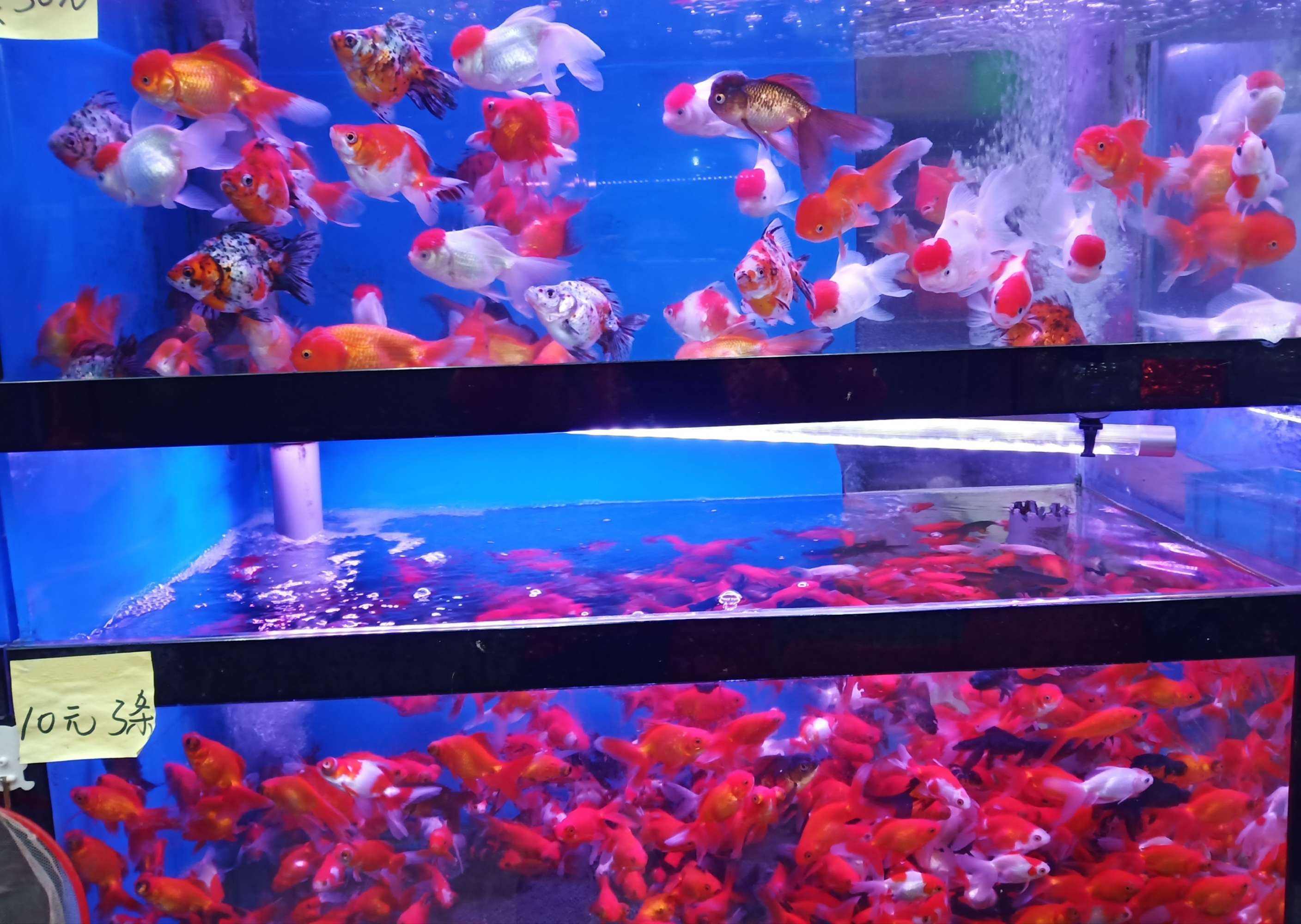 花鳥市場有什么動物賣？這幾類寵物都能在花鳥市場買到！