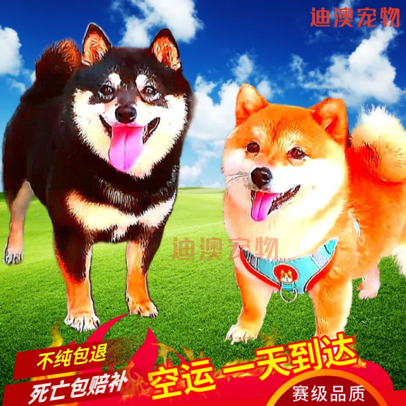 原創為什么柴犬很貴？哪里可以買到高性價比的柴犬？