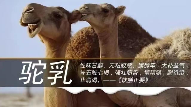 真正好的駝奶甚至都是千金難求.jpeg 真正好的駝奶甚至都是千金難求.jpeg