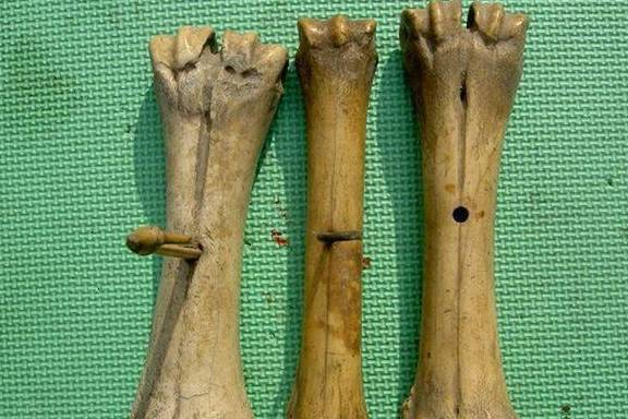 上面這些野生動物的骨頭特征誰能夠認得出來.jpeg 上面這些野生動物的骨頭特征誰能夠認得出來.jpeg