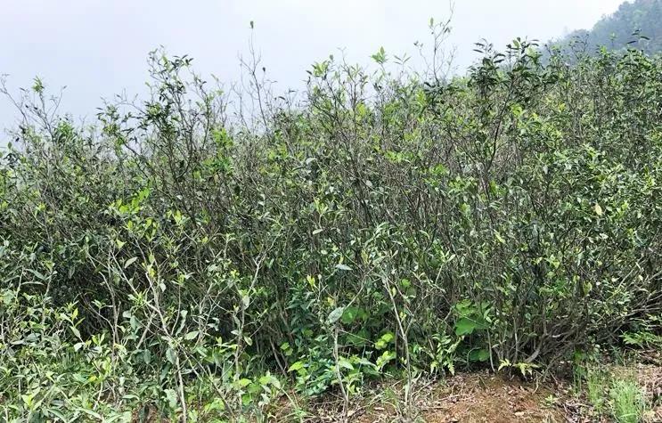 荒野小菜茶園.jpg 荒野小菜茶園.jpg